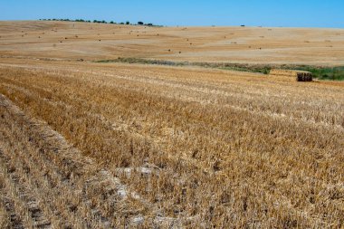 Yazın hasat edilen buğday tarlalarının kuru manzarası