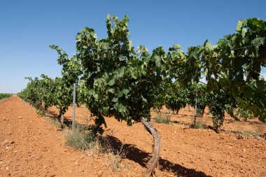 Meyve ağaçları yazın tarlada erik ağaçları