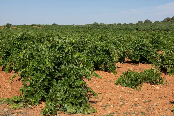 Vineyard Glass Grapes Ripening Summer — Stock Photo, Image