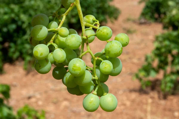 Raisins Blancs Non Mûrs Été Dans Vignoble — Photo