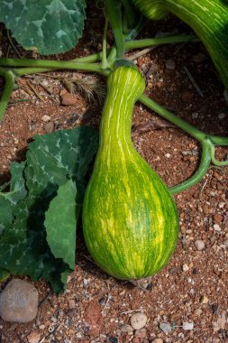 Yazın sebze bahçesinde olgunlaşan uzun yeşil kabak.