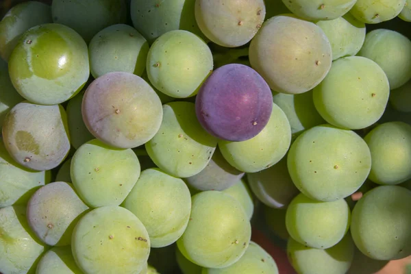夏に熟すブドウの束 — ストック写真
