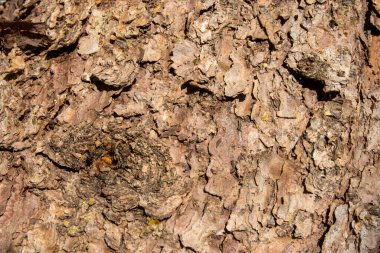 Ağaç kabuğuyla çam gövdesinin dokusu veya arkaplanı