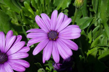 Bahçe çiçekleri, bahçede mor papatyalar