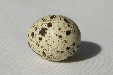 Yemek ve gurme yemeği, bıldırcın yumurtası.