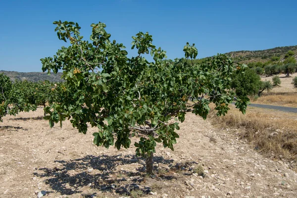 Plantação Árvores Frutíferas Pistácios Pistácios Pistácias Vera — Fotografia de Stock