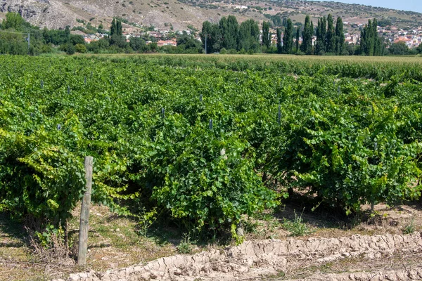 Mediterranean Vineyard Vega — Stock Photo, Image