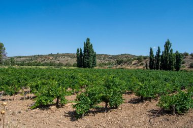 Yazın La Vega 'nın bağında suşlar ve sarmaşıklar