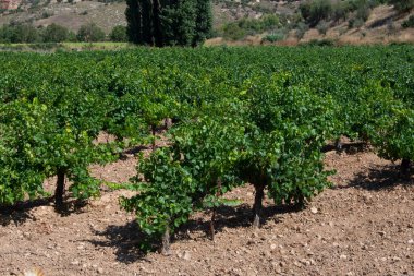 Yazın La Vega 'nın bağında suşlar ve sarmaşıklar