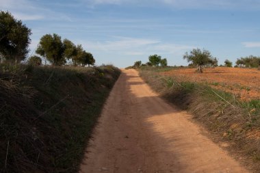 Zeytinlikler ve ekinler arasındaki kırsal tarım yolu