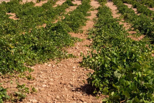 白ワインのための地中海ブドウ畑のつるライン — ストック写真