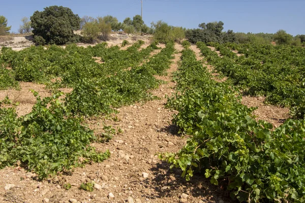 Linhas Videira Vinha Mediterrânica Para Vinho Branco — Fotografia de Stock