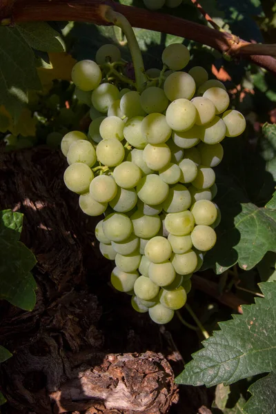 夏天成熟的白葡萄束 — 图库照片