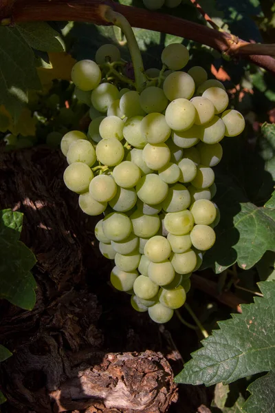 Des Grappes Raisins Blancs Mûrissent Été — Photo