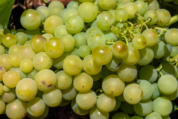 Trauben Aus Weißen Trauben Reifen Sommer — Stockfoto