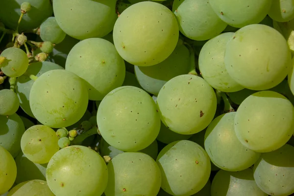 Des Grappes Raisins Blancs Mûrissent Été — Photo