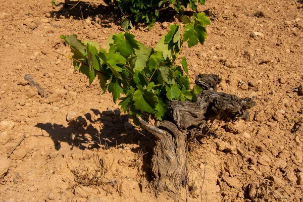 Mediterraner Weinberg Aus Weißen Trauben Und Roter Erde — Stockfoto