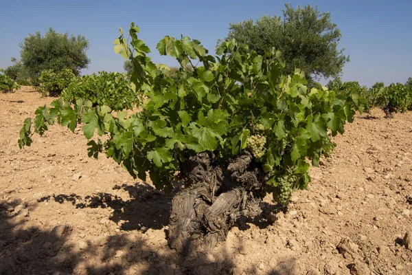 Estirpes Videiras Brancas Vinha Mediterrânica Espanhola — Fotografia de Stock