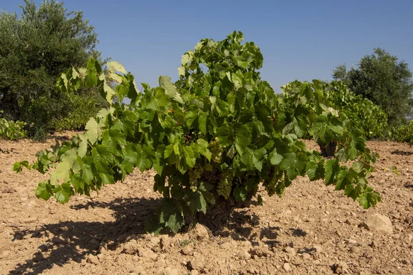 Strains White Grape Vines Spanish Mediterranean Vineyard — Stock Photo, Image