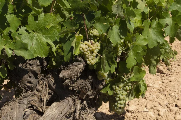 Sorten Weiße Weinreben Spanischen Mediterranen Weinberg — Stockfoto