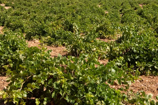 Biała Winnica Produkcji Białego Wina — Zdjęcie stockowe