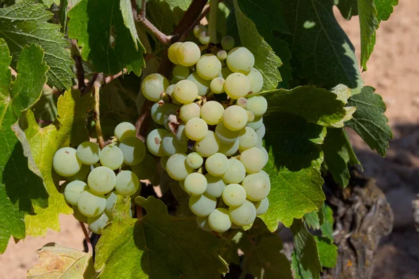 Cambada Uvas Brancas Amadurecer Agosto — Fotografia de Stock