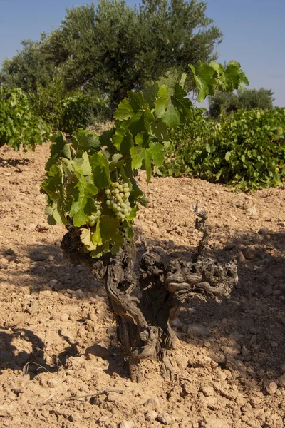Videira Vinha Mediterrânica Com Oliveira Fundo — Fotografia de Stock