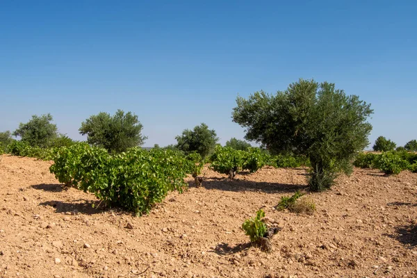 Agricultura Olival Mediterrânico Paisagem Com Vinha Verão — Fotografia de Stock