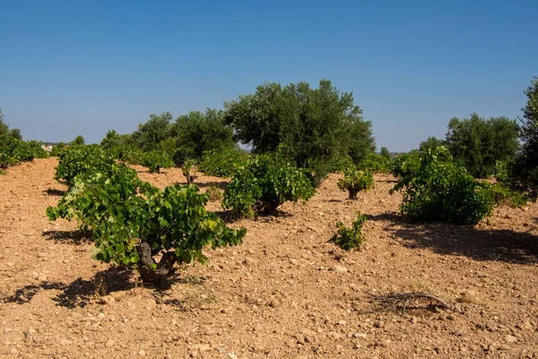 Agricultura Olival Mediterrânico Paisagem Com Vinha Verão — Fotografia de Stock