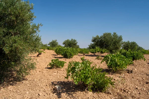 Agricultura Olival Mediterrânico Paisagem Com Vinha Verão — Fotografia de Stock