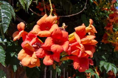 Yazın portakal bahçesi çiçekleri. Çinlilerin tırmanma borusu
