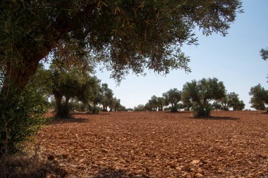 Ağustos 'ta İspanyol Akdeniz zeytinliği