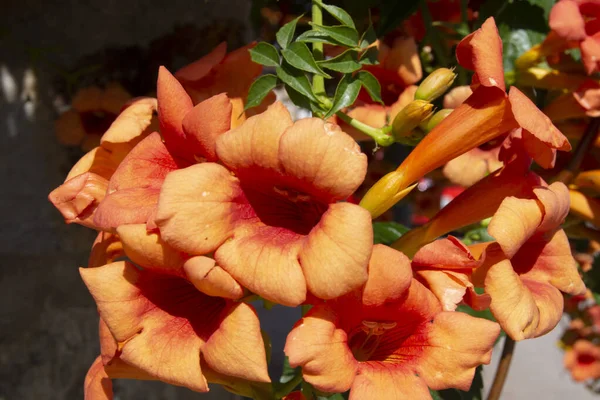 Fiori Giardino Arancioni Estate Tromba Arrampicata Cinese — Foto Stock