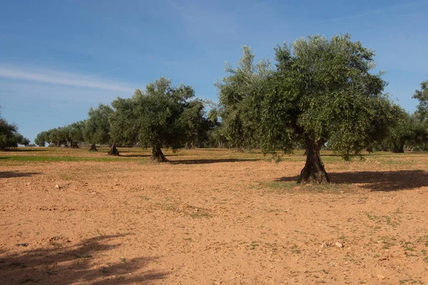 Сотні Років Оливкових Гаїв Середземноморських Оливкових Гаях — стокове фото