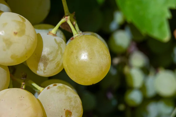 Ramo Uvas Blancas Maduras Para Hacer Vino Blanco —  Fotos de Stock