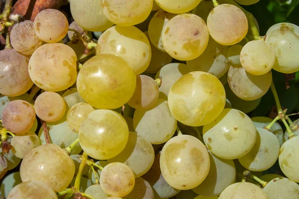 白ワインを作るために熟した白ブドウの束 — ストック写真