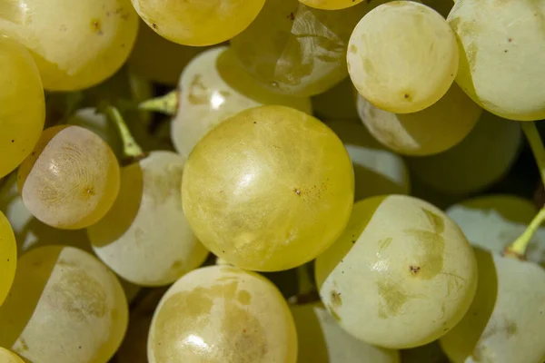 Bando Uvas Brancas Maduras Para Fazer Vinho Branco — Fotografia de Stock