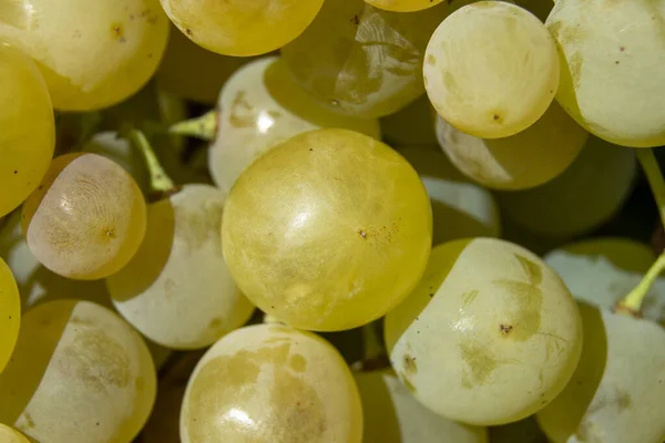 Ramo Uvas Blancas Maduras Para Hacer Vino Blanco — Foto de Stock