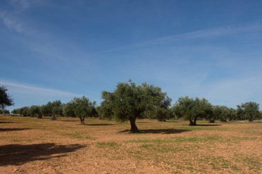 İspanyol Akdeniz zeytinliğinde olgunlaşan zeytin ağaçları