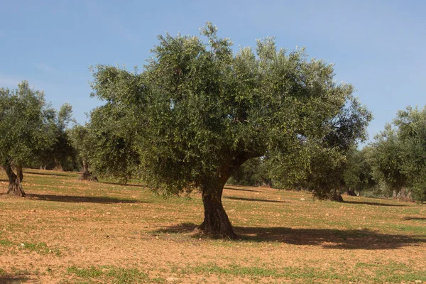 Olivos Con Aceitunas Madurando Olivar Mediterráneo Español — Foto de Stock