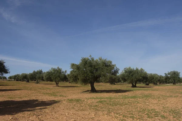 Olijfbomen Met Rijpe Olijven Spaanse Mediterrane Olijfgaard — Stockfoto