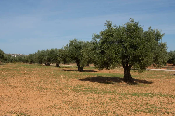 Olijfbomen Met Rijpe Olijven Spaanse Mediterrane Olijfgaard — Stockfoto