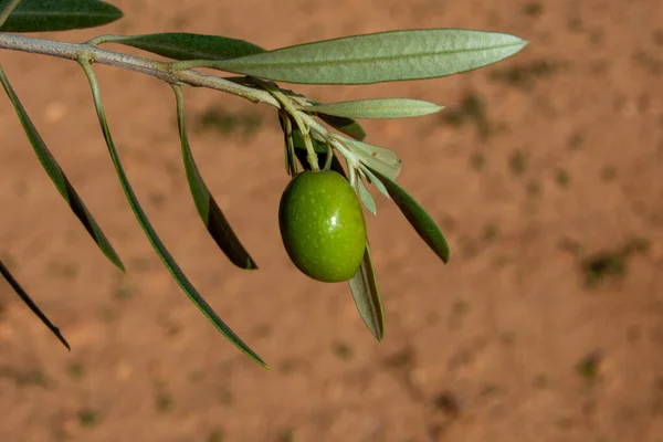 Landwirtschaft Olivenfrüchte Typische Oliven — Stockfoto
