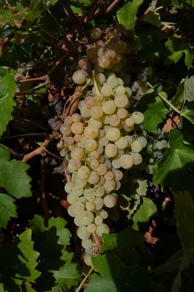 Ein Bündel Weißer Trauben Für Weißwein — Stockfoto