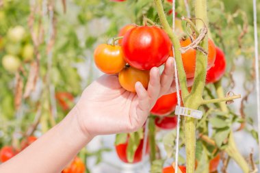 Serada yetişen domates.