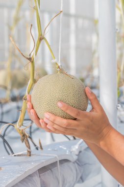 Cantaloupe melons growing in a greenhouse clipart