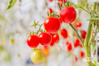 Serada yetişen domates.