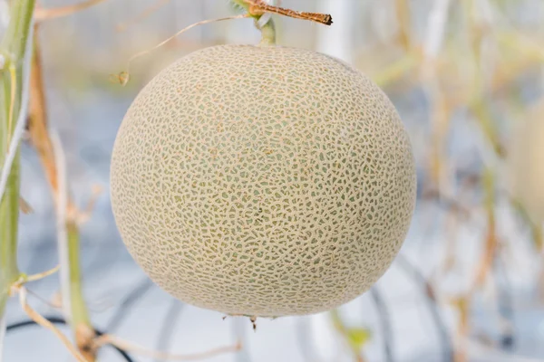 Cantaloupe-Melonen wachsen in einem Gewächshaus — Stockfoto