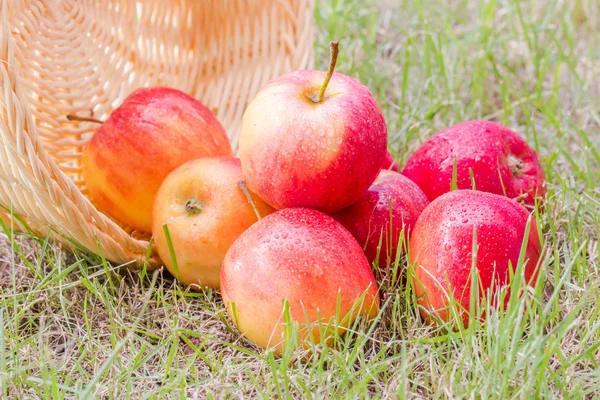 Frische Äpfel für Gesunde — Stockfoto