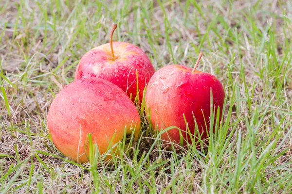 Pommes fraîches pour la santé — Photo
